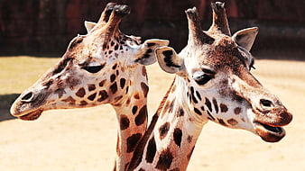 Close-up of Two Giraffes in a Zoo Enclosure