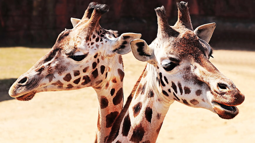 Close-up of Two Giraffes in a Zoo Enclosure