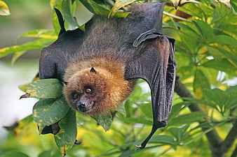 Close-up of a Rodrigues Fruit Bat Hanging Upside Down in a Tree