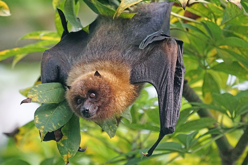 Close-up of a Rodrigues Fruit Bat Hanging Upside Down in a Tree