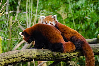 Two Red Pandas Resting on a Mossy Tree Branch