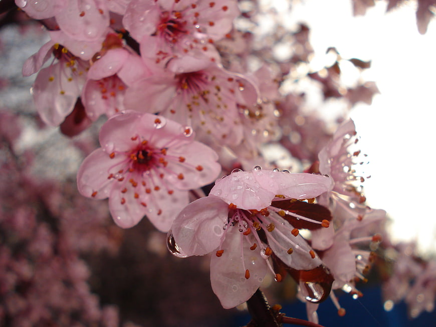 Close-up of pink cherry blossoms with raindrops