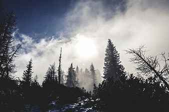 Silhouetted Pine Trees in Misty Mountain Forest with Sunlight