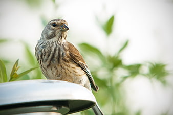 Small brown bird perched on a white surface with green background