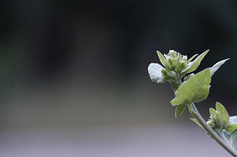 Close-up of green plant with soft blurred background