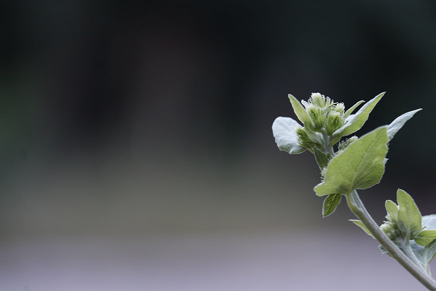 Close-up of green plant with soft blurred background