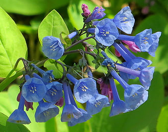 Close-up of vibrant blue borage flowers with green leaves
