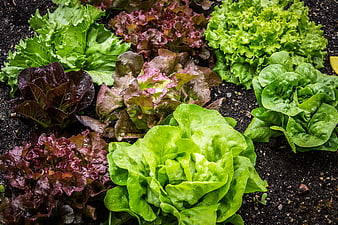 Fresh Green and Red Lettuce Growing in Garden Soil
