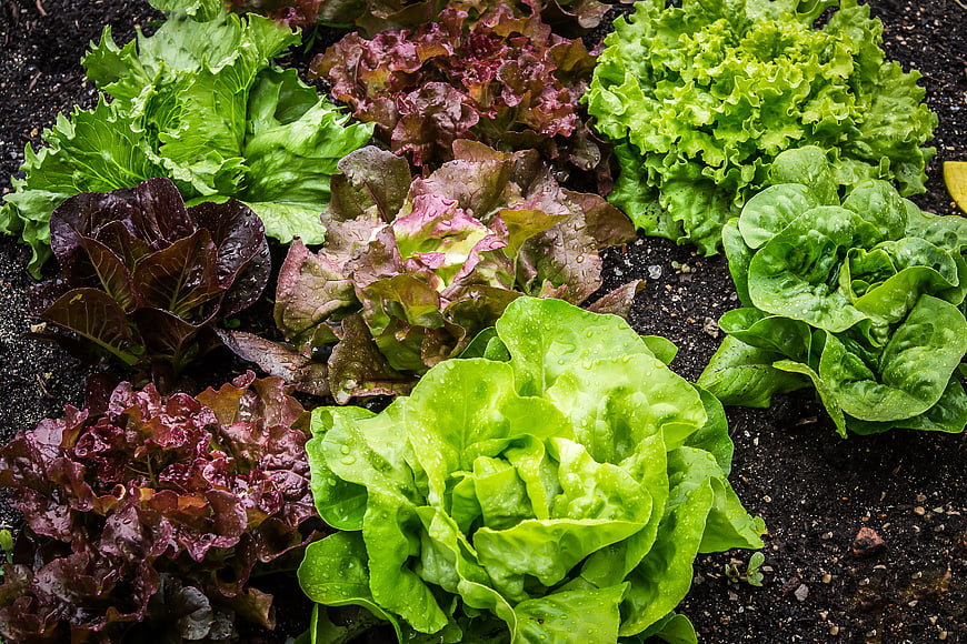 Fresh Green and Red Lettuce Growing in Garden Soil