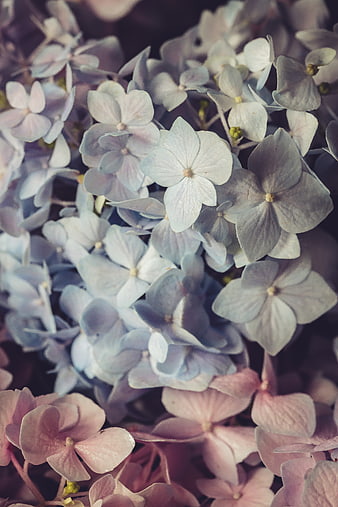 Close-up of blue and pink hydrangea flowers