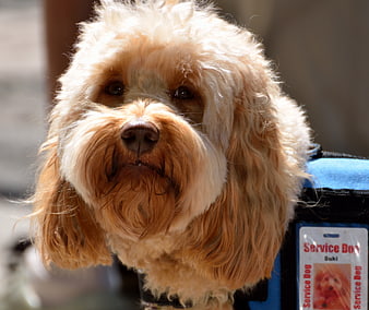 Close-up portrait of a fluffy golden service dog wearing a blue vest