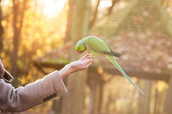 Green parakeet perched on hand in golden sunlight