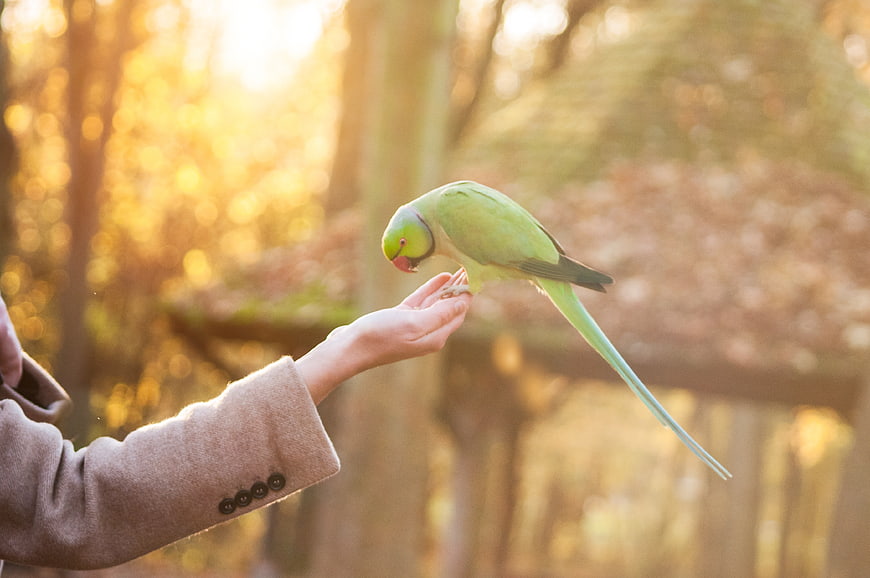 Green parakeet perched on hand in golden sunlight