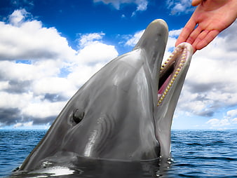 Dolphin with open mouth and human hand reaching out in ocean