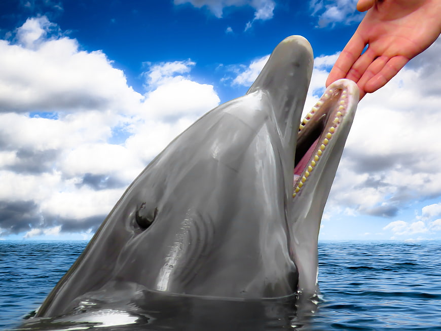 Dolphin with open mouth and human hand reaching out in ocean