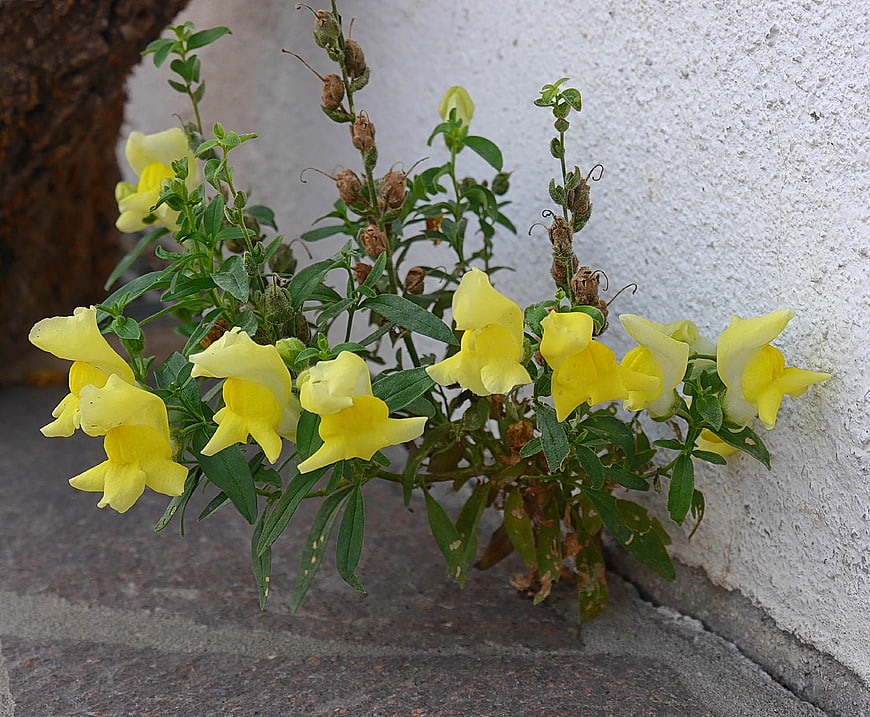 Yellow Snapdragon Flowers Growing Against White Wall