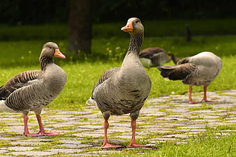 Grey Geese Standing On Cobblestone Path In Green Park
