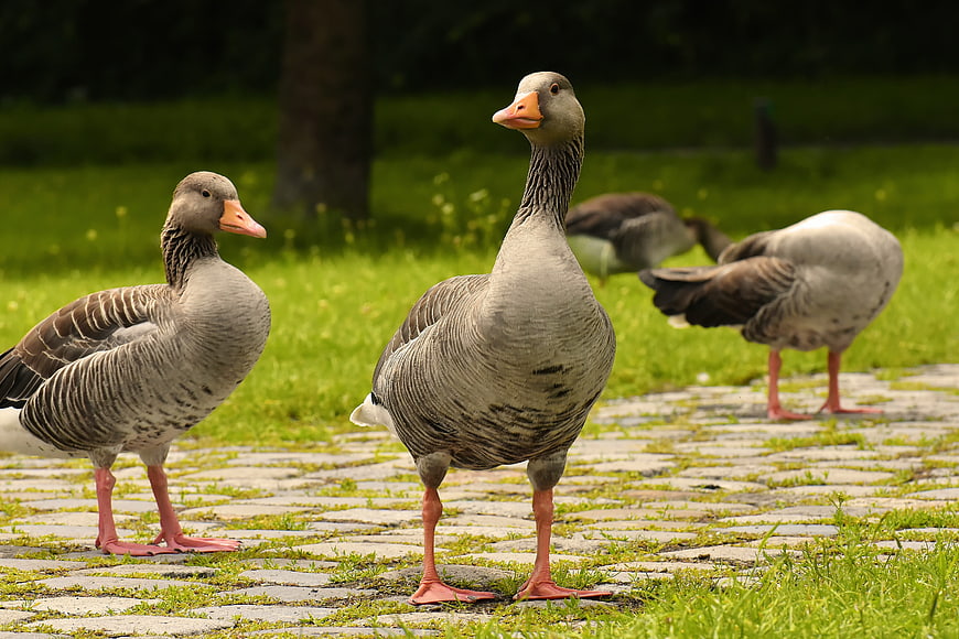 Grey Geese Standing On Cobblestone Path In Green Park