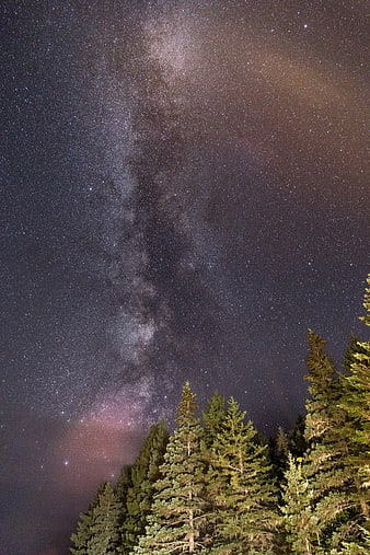 Milky Way Galaxy Over Pine Forest at Night