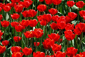 Vibrant Red Tulips in Full Bloom Garden