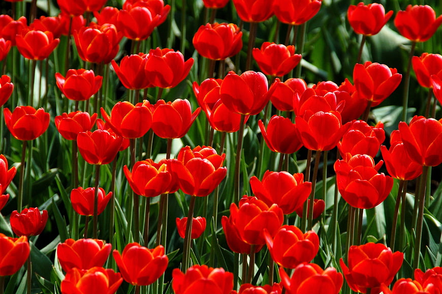 Vibrant Red Tulips in Full Bloom Garden