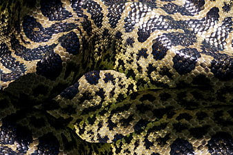 Close-up texture of coiled python snake scales