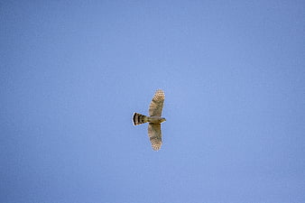 Hawk Soaring High in Clear Blue Sky
