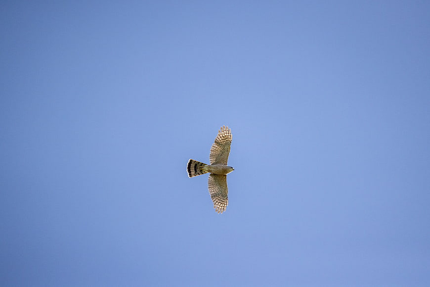 Hawk Soaring High in Clear Blue Sky
