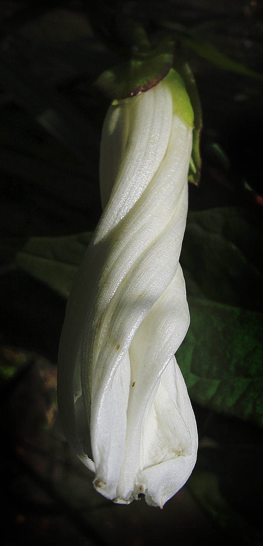 Close-up of a white Vicia grandiflora flower bud
