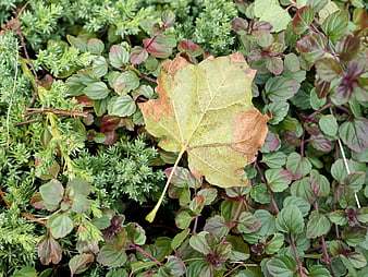 Fallen Maple Leaf on Green and Purple Ground Cover