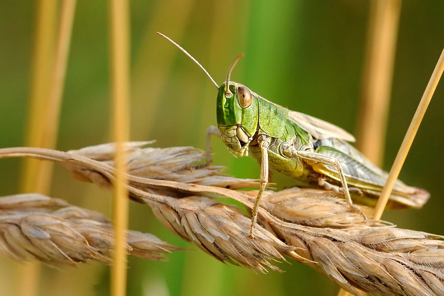 Close-up of a Green Grasshopper on Wheat Stalk