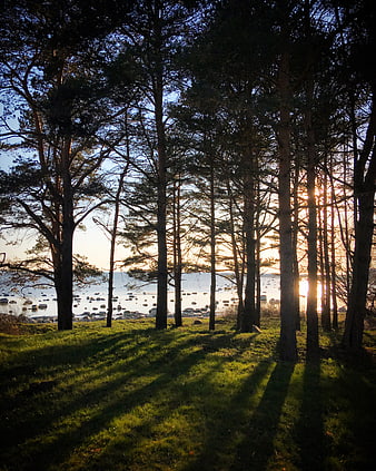 Sunset through pine trees with long shadows on grassy hill