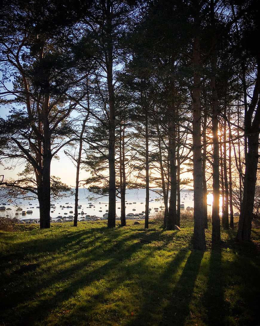 Sunset through pine trees with long shadows on grassy hill