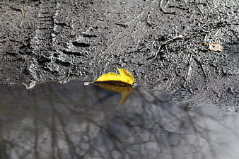 Yellow autumn leaf floating in a dark puddle