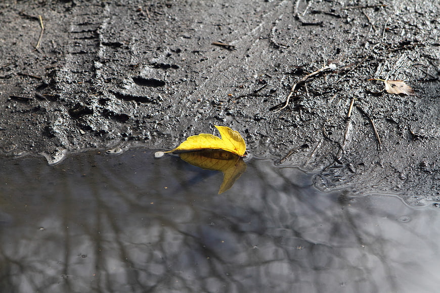 Yellow autumn leaf floating in a dark puddle