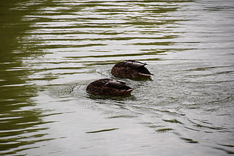 Two brown ducks swimming in rippling green water