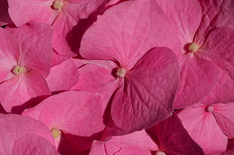 Close-up of vibrant pink hydrangea petals in sunlight
