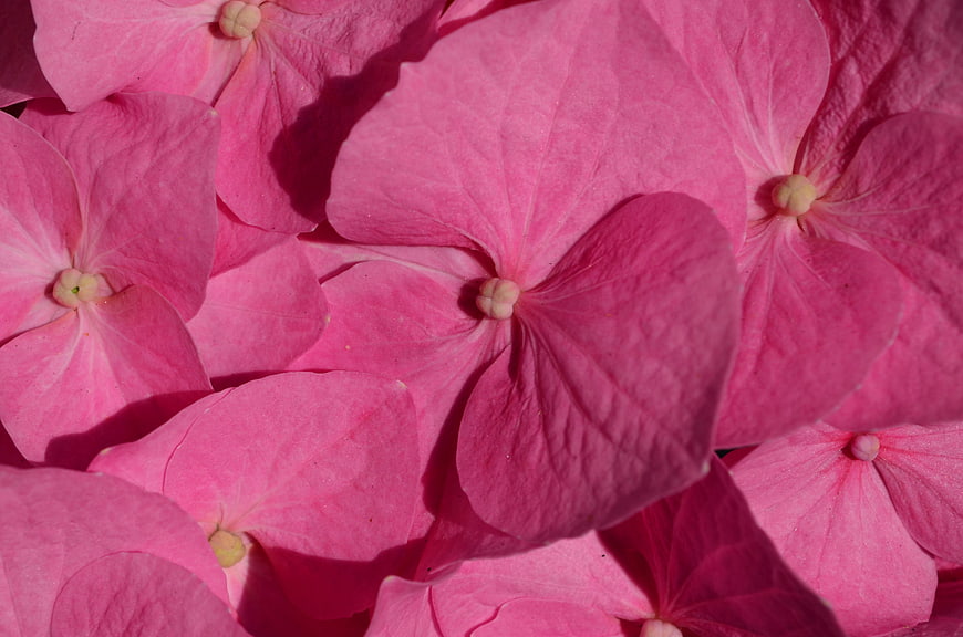 Close-up of vibrant pink hydrangea petals in sunlight