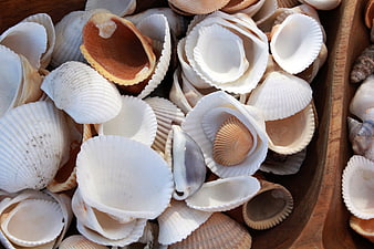 Close-up of white and brown seashells in a wooden bowl