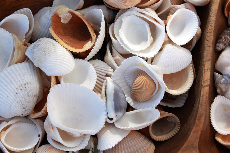 Close-up of white and brown seashells in a wooden bowl