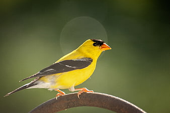American Goldfinch Perched on Rusty Wire