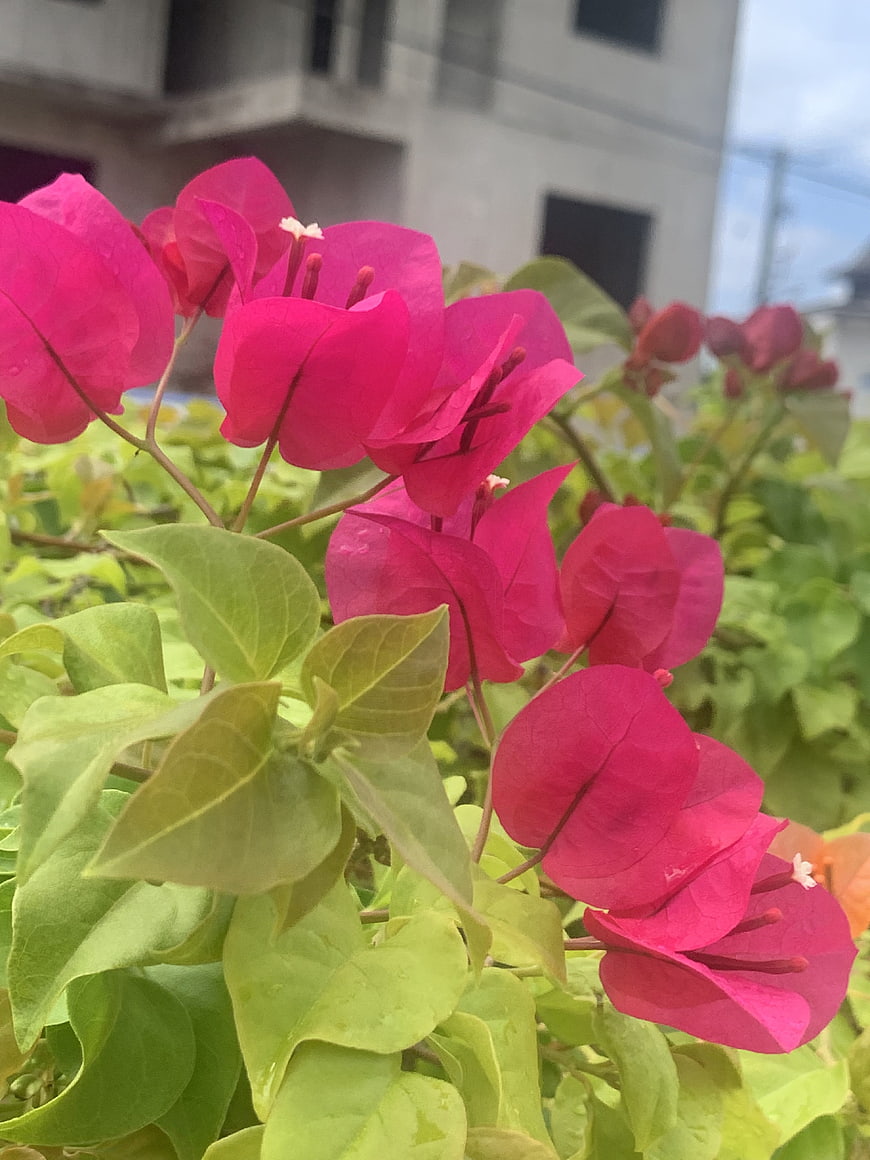 Vibrant Pink Bougainvillea Flowers with Green Leaves