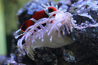 Red clownfish swimming among white sea anemone tentacles in aquarium