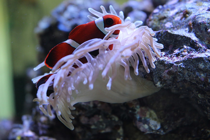 Red clownfish swimming among white sea anemone tentacles in aquarium