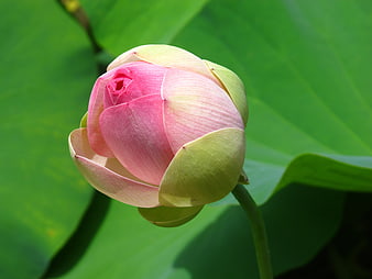Pink Lotus Bud Close-Up on Green Leaves