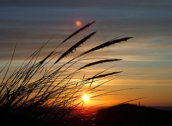 Silhouette of Fountain Grass Against Golden Sunset Sky