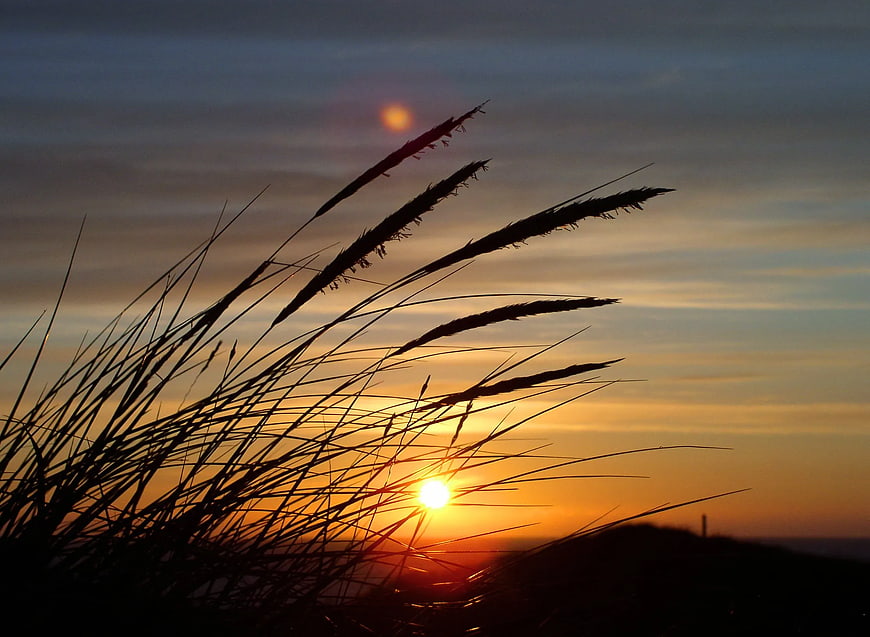 Silhouette of Fountain Grass Against Golden Sunset Sky