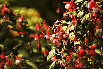 Vibrant Red Fuchsia Flowers Hanging in Sunlight
