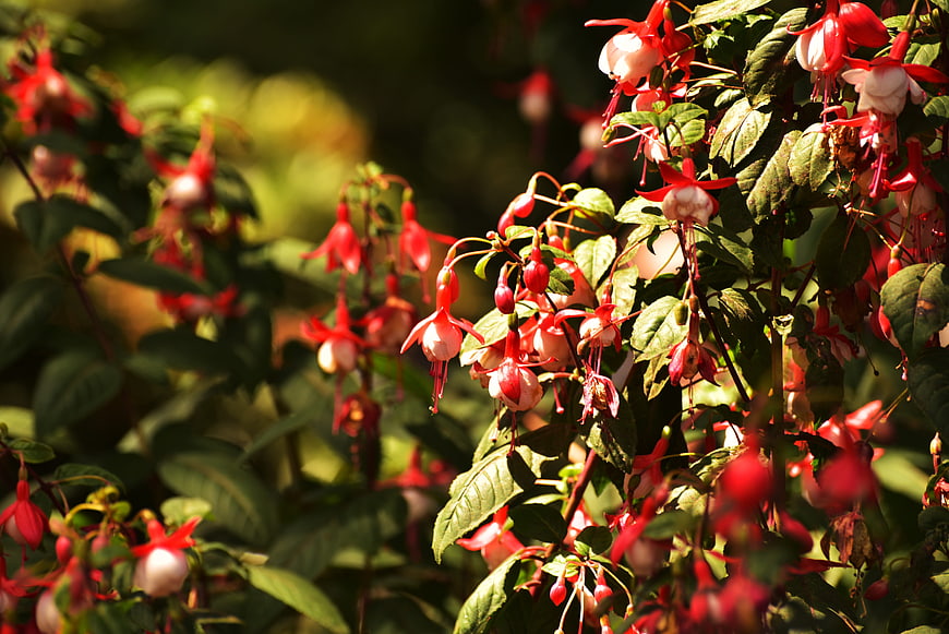 Vibrant Red Fuchsia Flowers Hanging in Sunlight