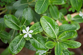Fresh white gardenia flower with raindrops on green leaves